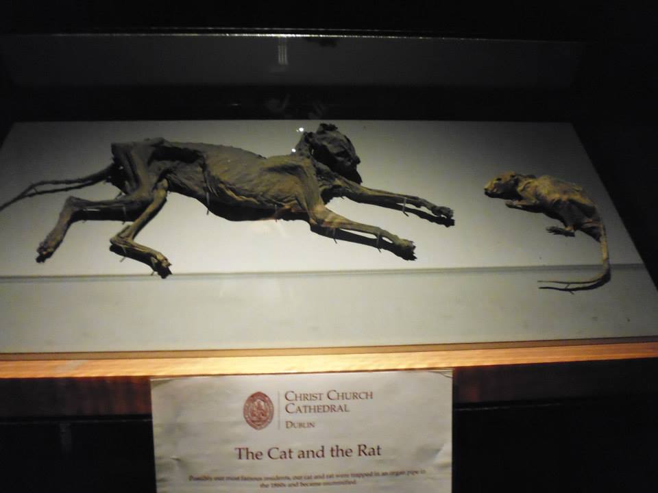 The cat and the rat en la cripta de la Christ Church Cathedral (Dublin) (@mibaulviajero)