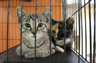 http://www.thinkingoutsidethecage.org/site/c.elKWIeOUIhJ6H/b.8540959/k.90CC/Animals_Cats.htm