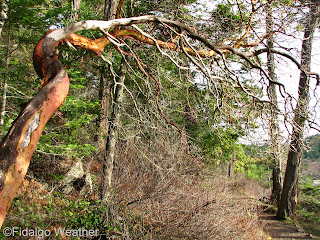 Grandmother Madrona at Deception Pass State Park