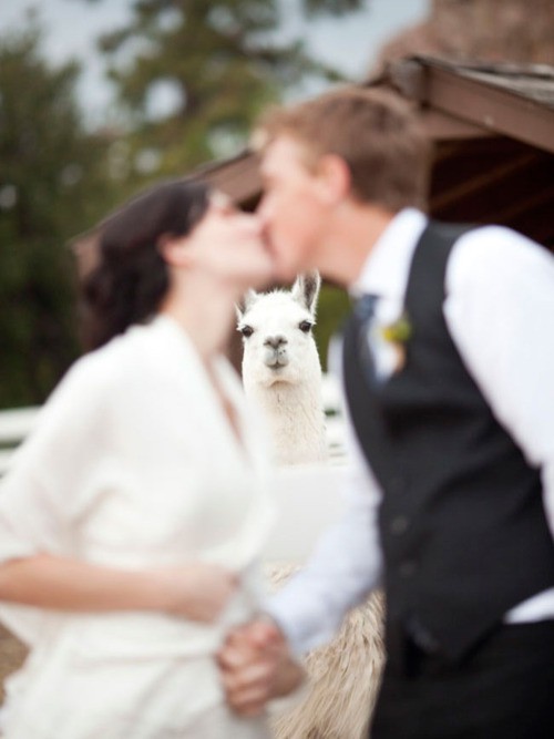 Romantic Wedding Kiss