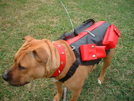 dog weight training vest