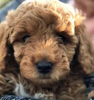 F3b Goldendoodle Temperament, Size, LifeSpan, Adoption, Price