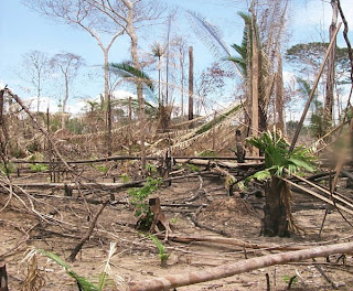 La déforestation en Amazonie