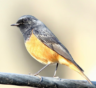 "Black Redstart - Phoenicurus ochruros ,common winter visitor sitting on a cable."