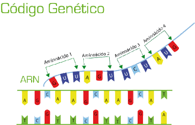Resultado de imagen de el codigo genetico