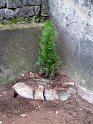 Garden Christmas 04