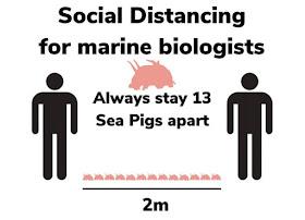Social distancing for marine biologists: Always stay 13 sea pigs apart