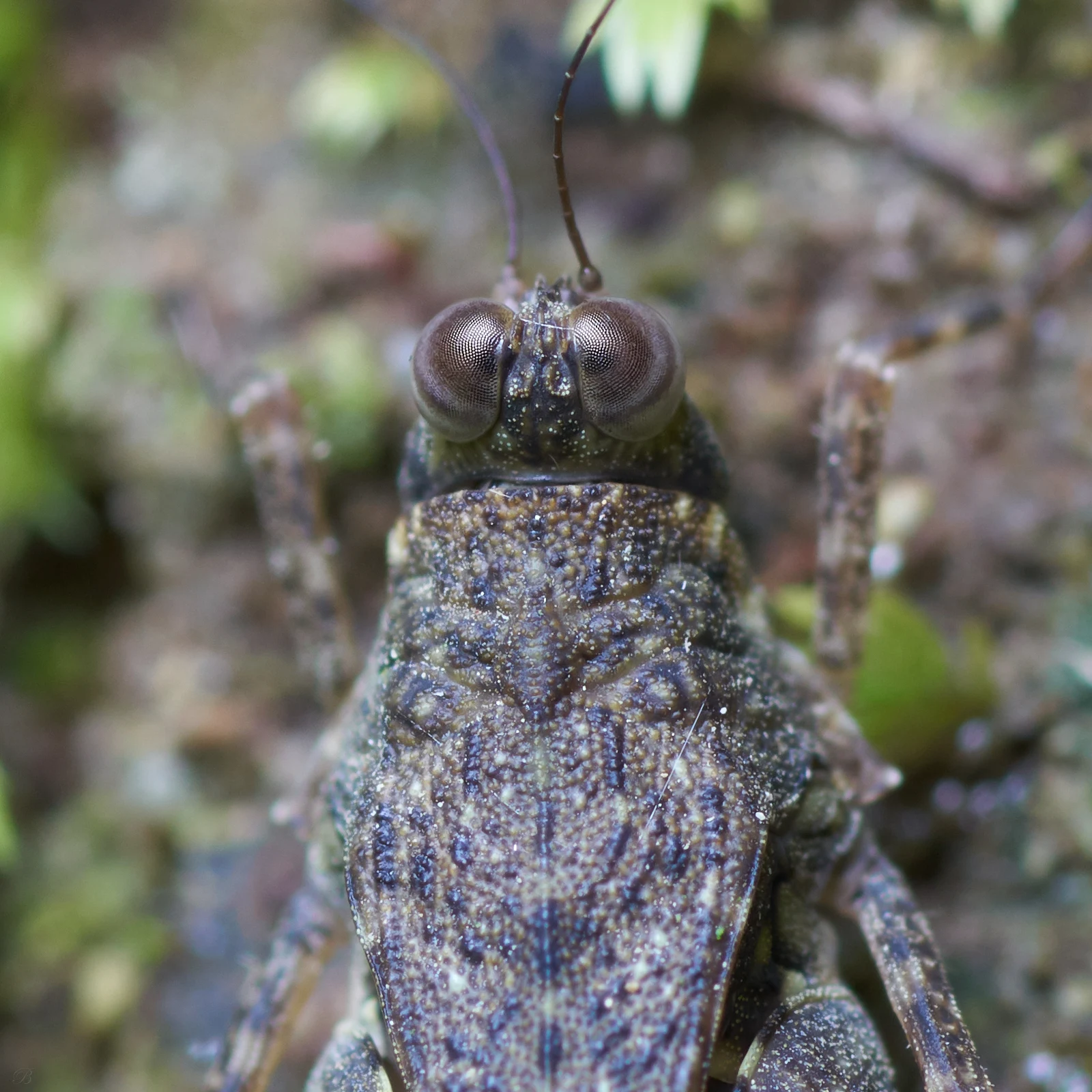 Every now and then I take a shot and somehow loose total control of the image. This was one of those now and then's. What was supposed to be a grasshopper shot became a 1950's Sci-Fi Alien Invader. As always, shot in our garden/temple somewhere in the Philippines   Sony Alpha a 68 ~ Tamron 90mm 272E Macro Lens ~ ISO 100 ~ Shutter Speed 1s. ~ F/9 ~ Natural Light   Brian