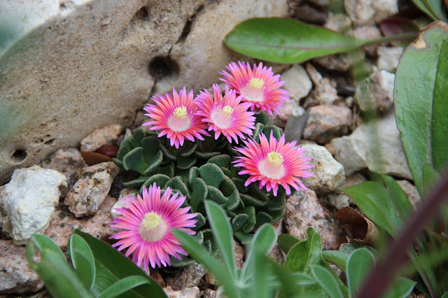 Aloinopsis