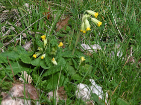 Cowslip Primula veris. February.  Indre et Loire, France. Photographed by Susan Walter. Tour the Loire Valley with a classic car and a private guide.