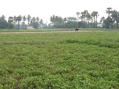 In the below photograph, on the right side are acacia bushes and trees at 