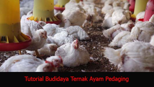 Tutorial Budidaya Ternak Ayam Pedaging