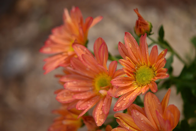 chrysanthemums, small sunny garden, desert garden, amy myers