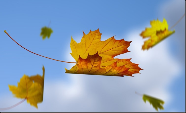 leaves