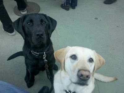 Rebel and Dagan in sits, alert ears and intense eyes looking at the camera