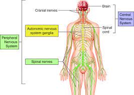 Peripheral neuropathy