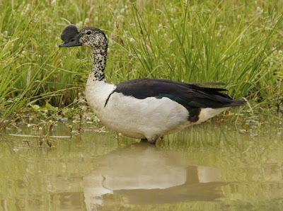 Pato crestudo Sarkidiornis melanotos