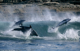 bottlenose dolphin, dolphin pictures, Doug Perrine has captured some amazing pictures of bottlenose dolphins in Caribbean Sea, cute dolphins, bottlenose dolphin pictures