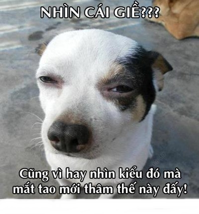 Hình độc - funny - Hình vui - Bá đạo - 22