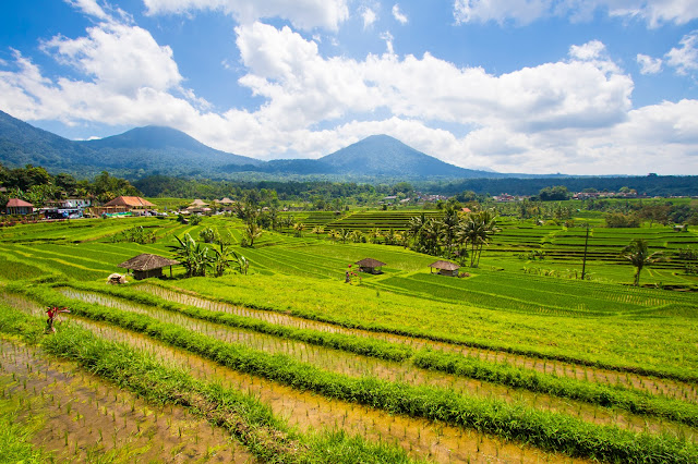 Risaie di Jatiluwih-Bali