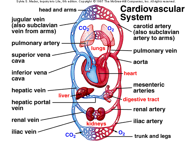 circulatory system pictures. circulatory system heart.