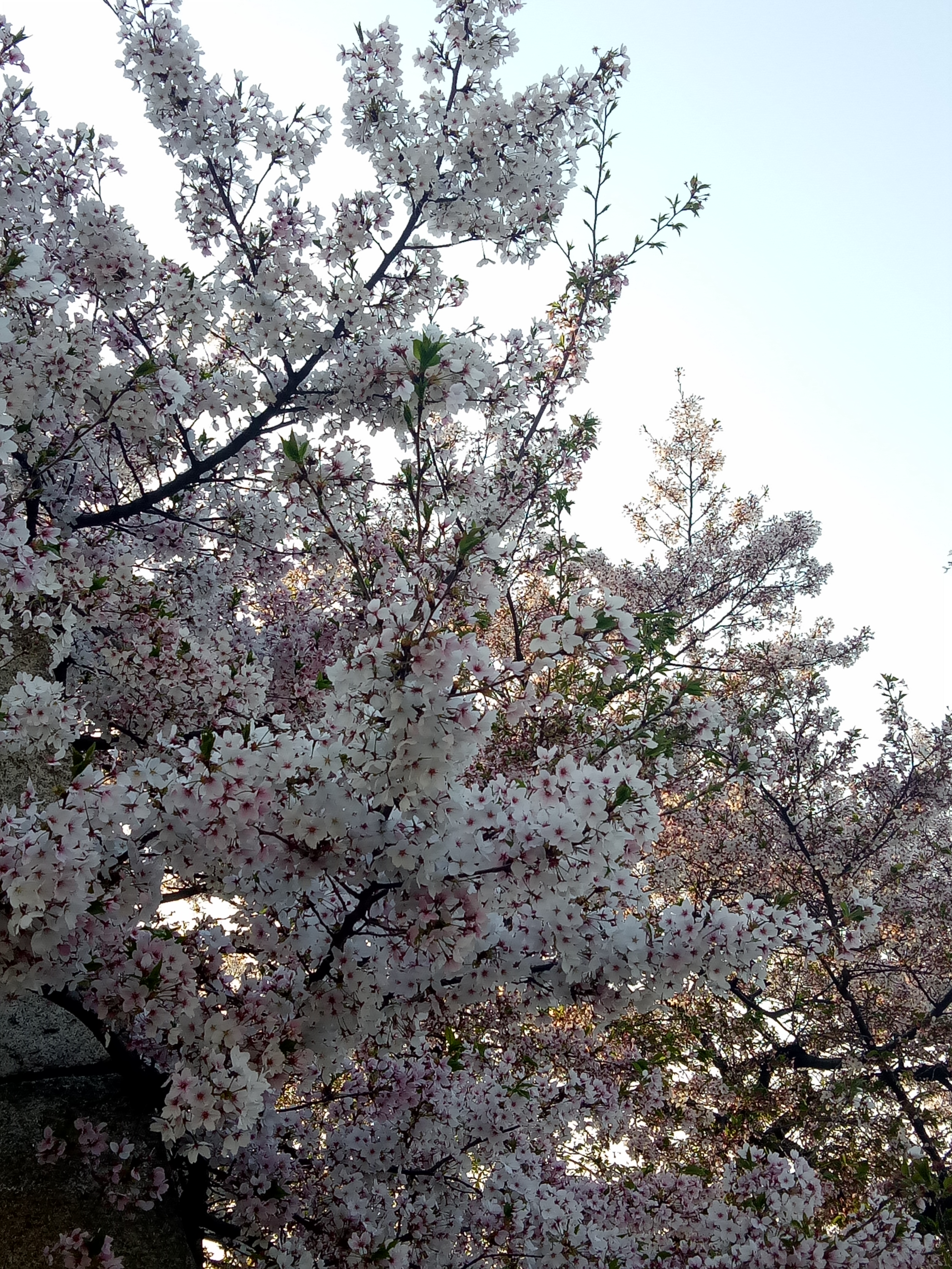 Travelog Japan, Spring: Osaka Castle