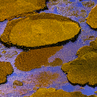 Golden Algae are a group of diverse photosynthetic, unicellular organisms that are mostly found in marine territories.