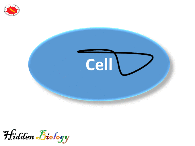 Phases of virus replication in the cell.