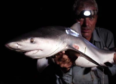 巨型魚怪 - 牛鯊 Bull Shark