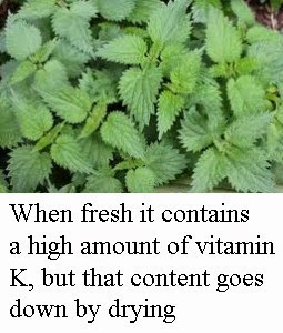 stinging nettle vitamin K