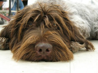 Wirehaired Pointing Griffon Dog