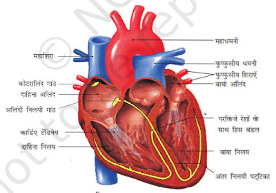 हृदय काम कैसे करता है? । How Human Heart Works