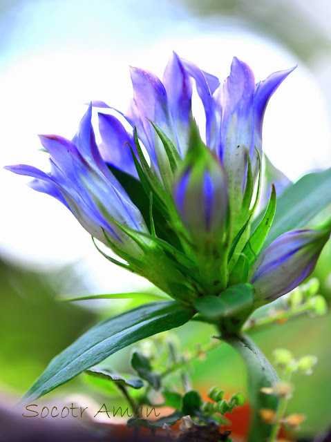 Gentiana scabra