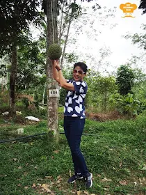 Harvesting Musang King at Durian Wonderland 