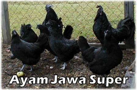 Pemilihan Bibit Ayam Jawa Super