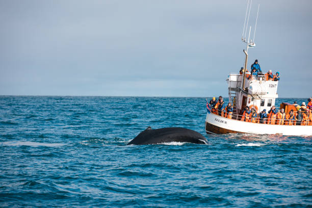 Whale Watching Tours