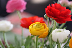 Ranunculus