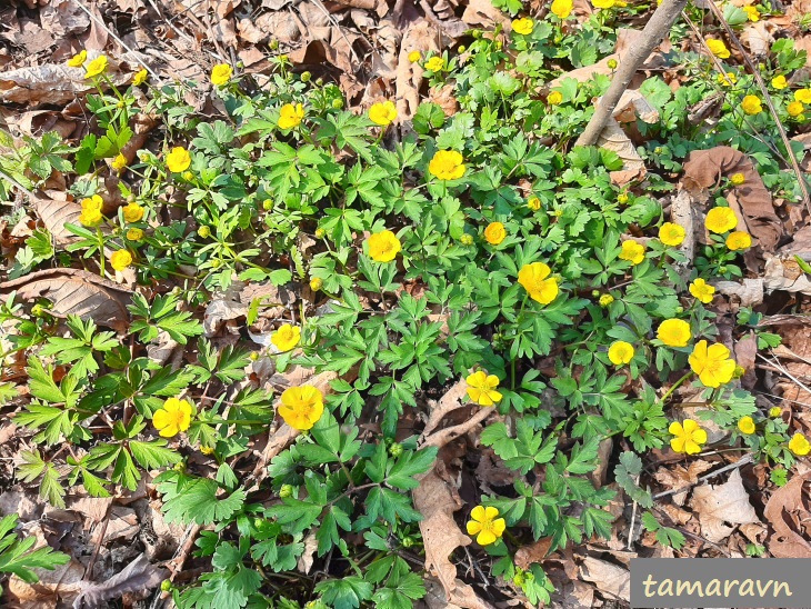 Лютик Франше (Ranunculus franchetii)