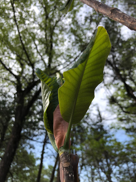 Sprouts of Magnolia obovata like a green bird.