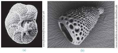 Foraminifera Radiolaria