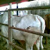 GAMBAR SAPI BRAHMAN 20