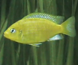 Metriaclima barlowi cichlids