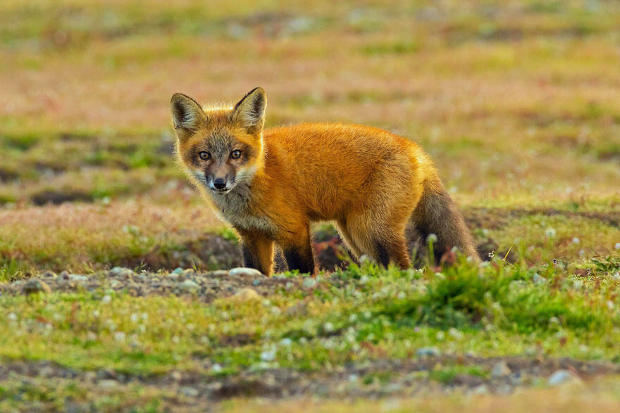 Photographer Captures Epic Battle Between Fox And Eagle Over Rabbit