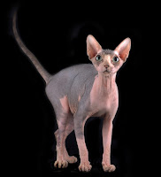Harga Ras Kucing Sphynk