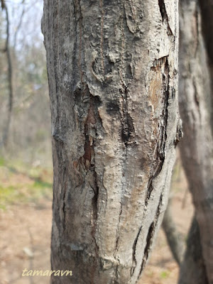 Клён ложнозибольдов (Acer pseudosieboldianum)