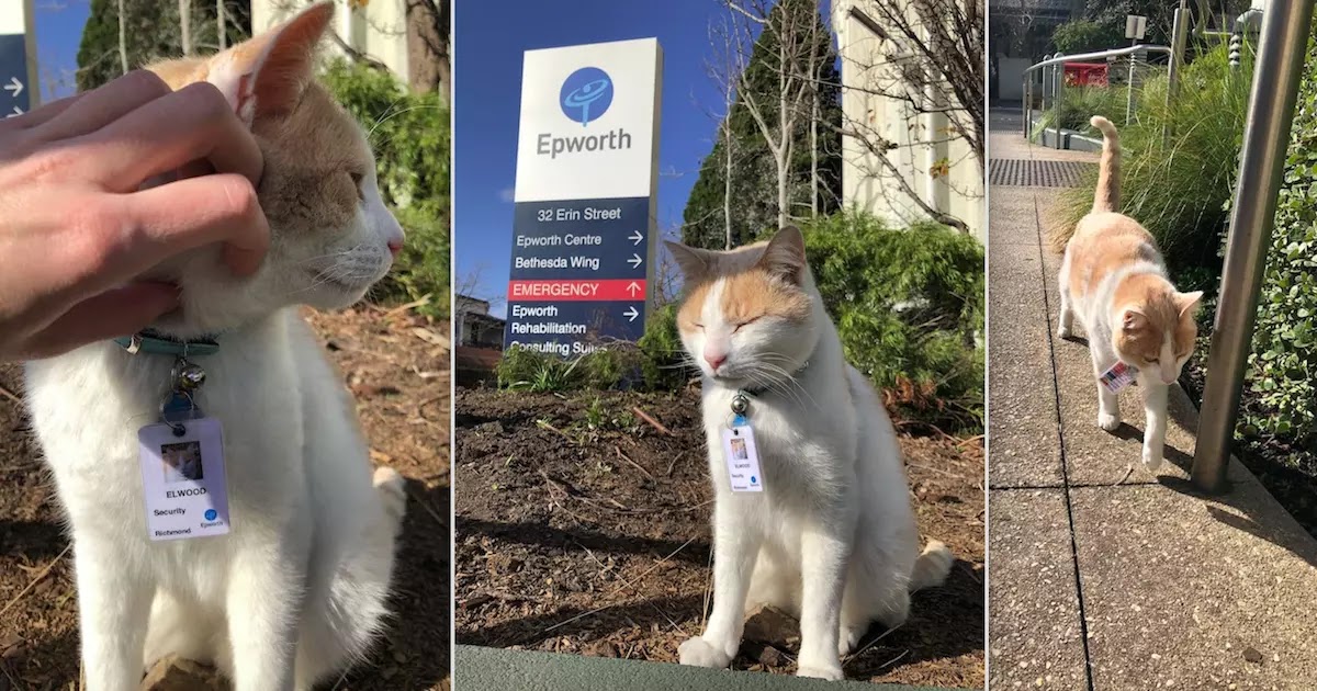 Cat Lands Job As Security Guard At Hospital In Australia Unbeknownst To His Owner