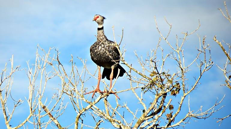 Aves en Bolivia