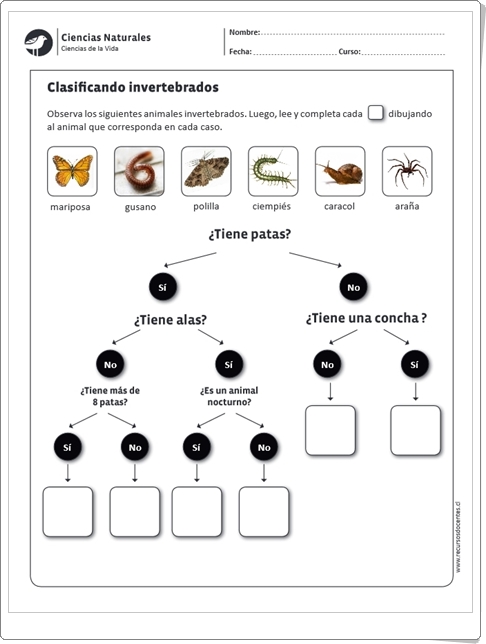 "Clasificando invertebrados" (Ficha de Ciencias Naturales de Primaria)