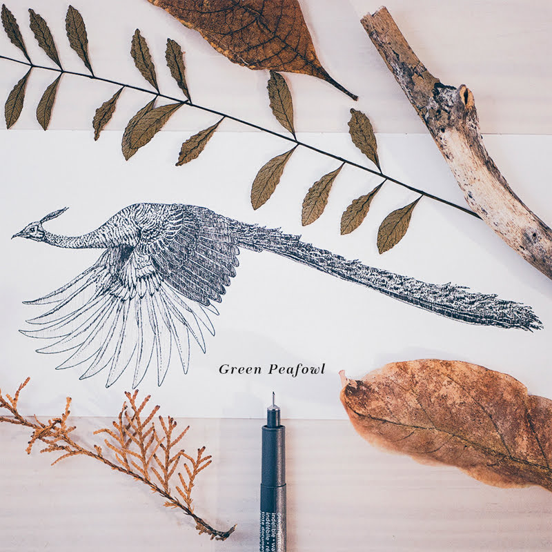 15 Beautiful Birds Illustrations by Daniel Merac.