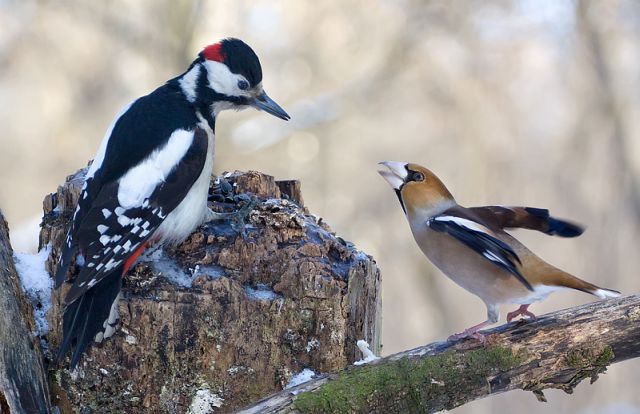 Two birds a woodpecker and grosbeak kissing, goodbye kiss, bird's love